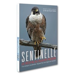 Sentinelle - Le destin du faucon pèlerin
